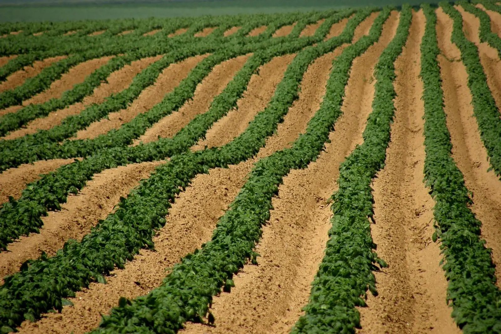 Rows of green plants grow in curved, parallel lines across a field of brown soil. The photographer titled it “parallèles à géométrie variable / variable-geometry parallels”.