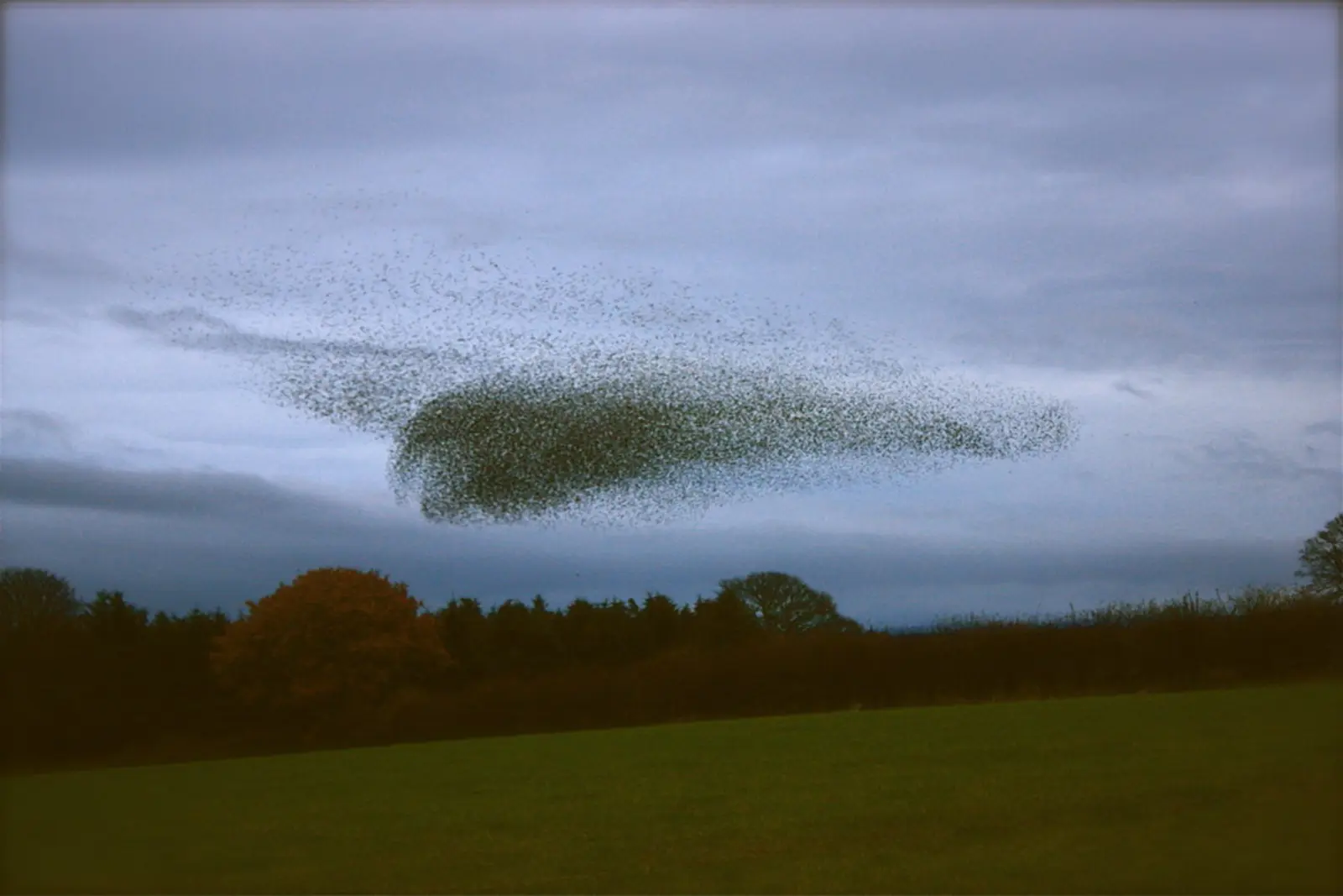A large flock of birds forms a dense, swirling cluster in the sky above a field and a line of trees. The photographer titled it “A murmuration of starlings (4)”.