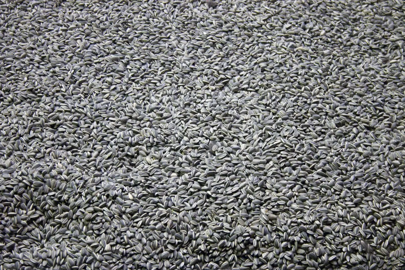 A dense, uniform layer of black and white striped sunflower seeds. The photographer titled it “Ai Weiwei / 艾未未 : Sunflower Seeds”.