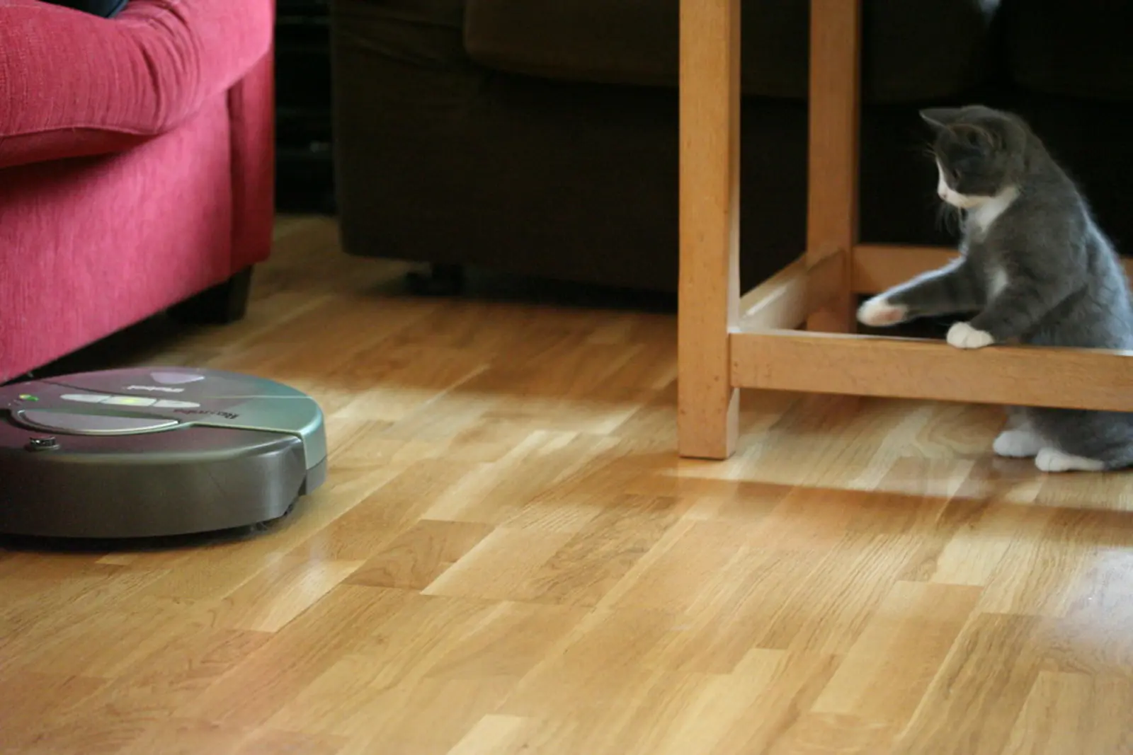 A grey and white cat sits beneath a wooden table frame on a hardwood floor, looking toward a circular robotic vacuum cleaner. The photographer titled it “Observing the Roomba from a safe distance”.