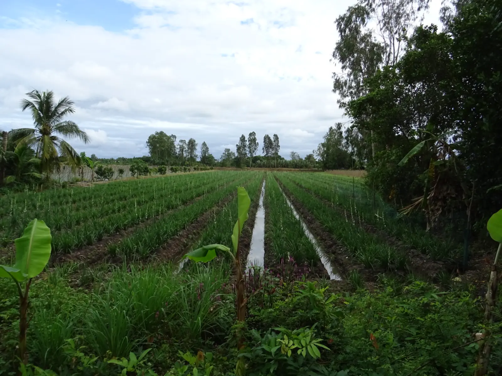 Rows of green crops stretch across a field under a cloudy sky, with water-filled furrows and scattered trees in the background. The photographer titled it “Rice field in the Mekong Delta”.